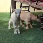 ماعز قزم