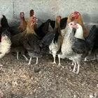 دجاج بشاير