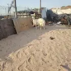 ابشري الربع