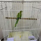ببغاء الدرة الهندي -اخضر Indian Ringneck Parrot - Green