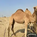 بكره ساحليه مفروده