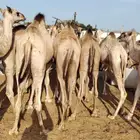لحوم طرية جمله.. من قعدان وتيوس البادية الأصيلة