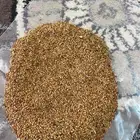 بذر يرسيم حساوي للبيع