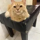 قط انثى للتبني