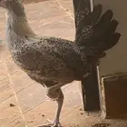 صيصان بلدي دجاجة بلدي