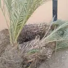 مشتل الاصيل