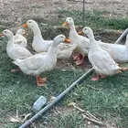بط بكيني للبيع