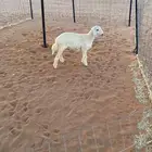 رخل حرية
