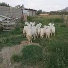 غنم ولد ودفيع وبهم للبيع في الواديين