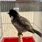 بلبل حجم توب وتغريد ويضرب تحيه وتربيه