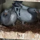 فراخة زاجل ( تم البيع )