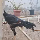 ديك شامو الماني