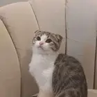 انثى كيتن سكوتش فولد للبيع
