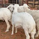 خرفان حري 6شهور