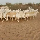 غنم جنب دفيع شرط بإذن الله