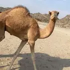 قعود لباني تحت امه