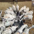 تيوس جذعان للبيع تفريد و جمله