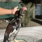للبيع فرخين مكس تركي ب تايلندي