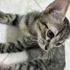 كيتن للتبني المدينة المنوره
