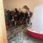 براهما بعمر شهر ونص