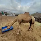 للبيع بعير