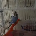 عصفور بادجي للبيع