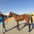 مهره