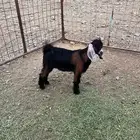 للبيع تيوس