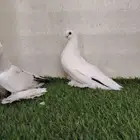 جوز برلين