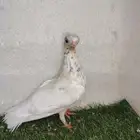 أنثى كوري
