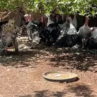 دجاج رومي