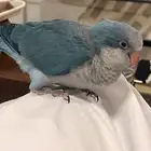فرخ كويكر ازرق للبيع