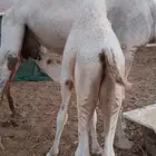 حاشي فاخر و مشروط بإذن الله