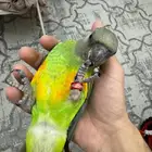 ببغاء سنغالي عرض اليوم الوطني