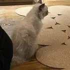 قط هيمالايا للتبني مجانا