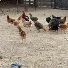 دجاج بلدي بياض