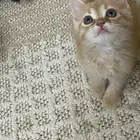 قطط للبيع