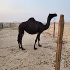 بكره للبيع الاحساء