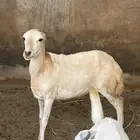 عنز