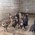 للبيع دجاج باكستاني