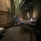 للبيع نخلة مثمرة