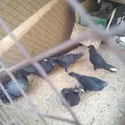 حمام قطيفي للبيع