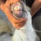 للبيع تيس فحل ثني ابيض