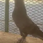 قطايف تركيه فاخره
