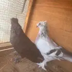 جوز تركي وعياله