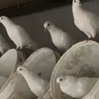 حمام فرنسي