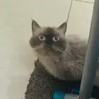 هيمالايا تشوكليت رماديه