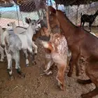 ماعز مراح واحد للبيع