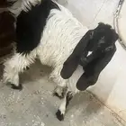 تيس العمر 5 شهور