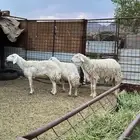 نعاج حريه حبص فاخره جدآ